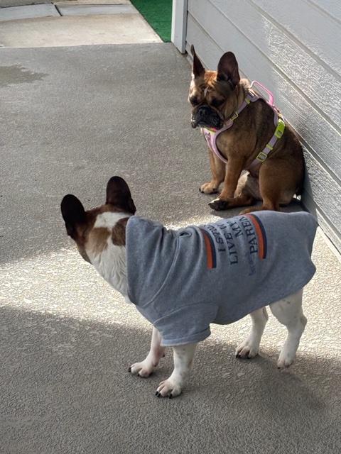 Enlarge Molly, a Adoptable French Bulldog in Monrovia , CA image 5/5