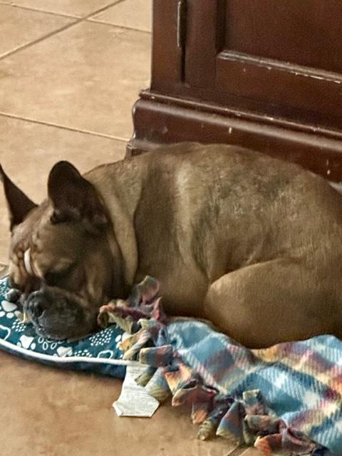 Enlarge Montly, a Adoptable French Bulldog in Monrovia , CA image 4/4