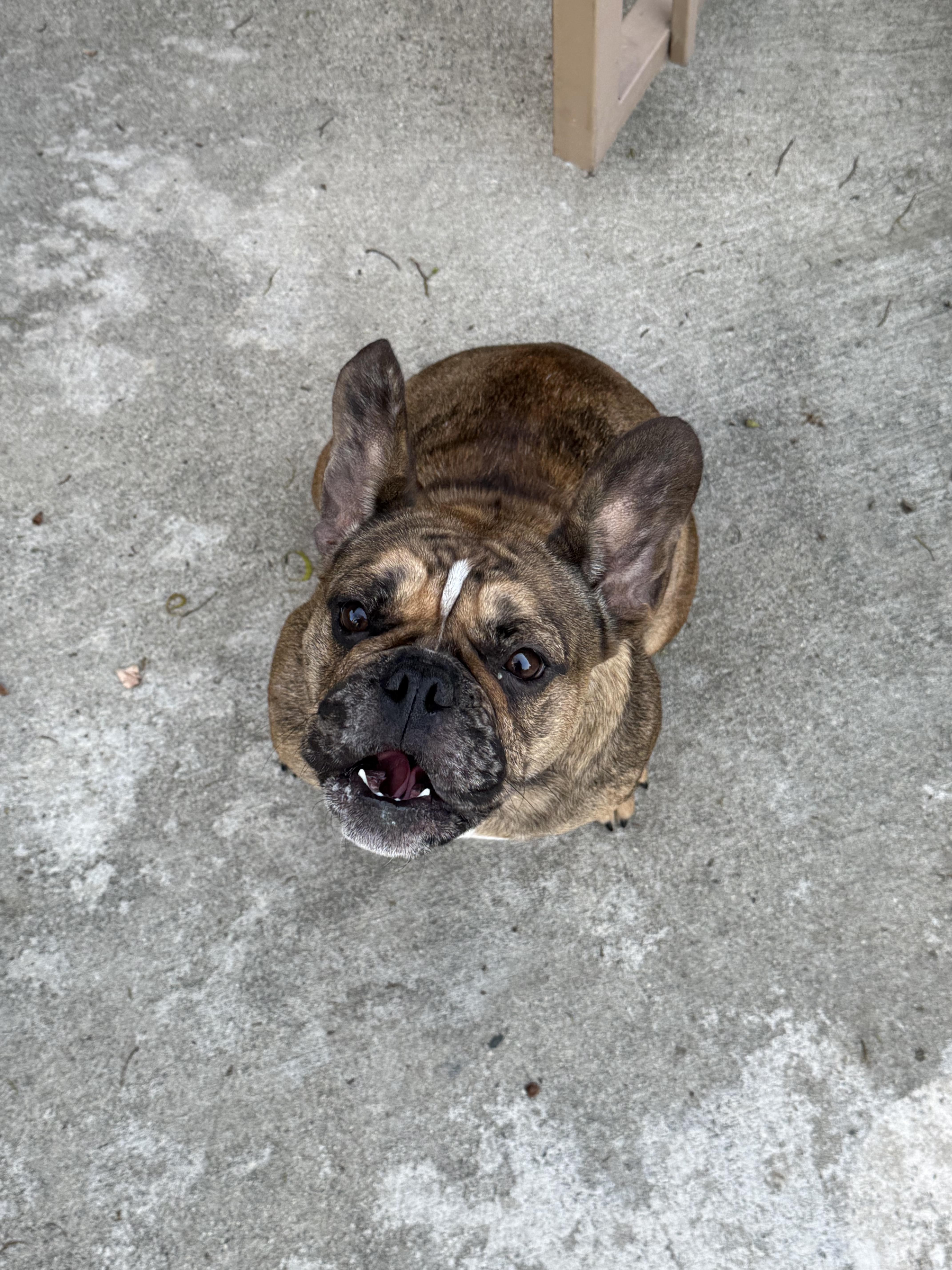 Monty, a Adoptable French Bulldog in Monrovia , CA image 2/2