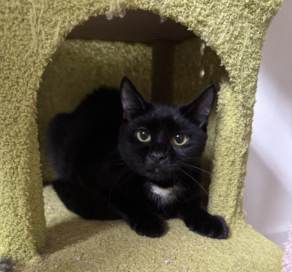 Enlarge Poe, a Adoptable Domestic Short Hair in Hudson, NH image 1/2