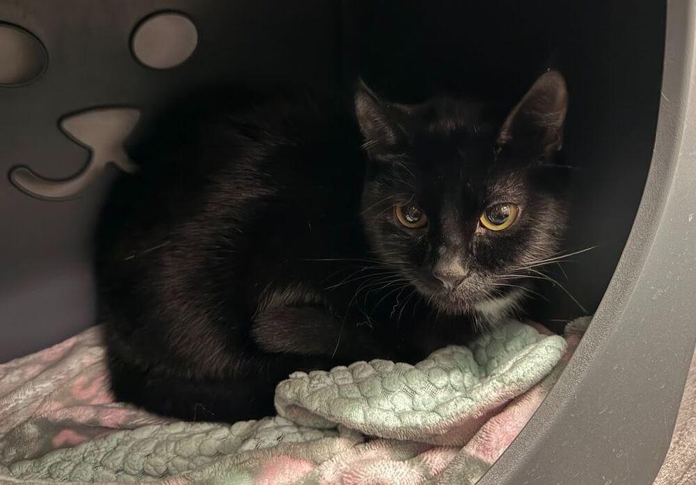 Poe, Adoptable, Kitten Male Domestic Short Hair.