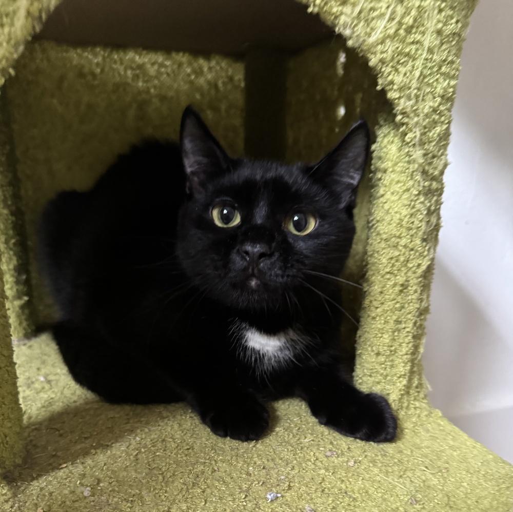 Enlarge Poe, a Adoptable Domestic Short Hair in Hudson, NH image 2/2