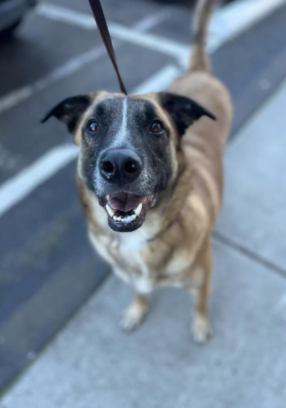 Enlarge Ace , a ADOPTABLE mixed breed in El Cajon, CA image 3/3