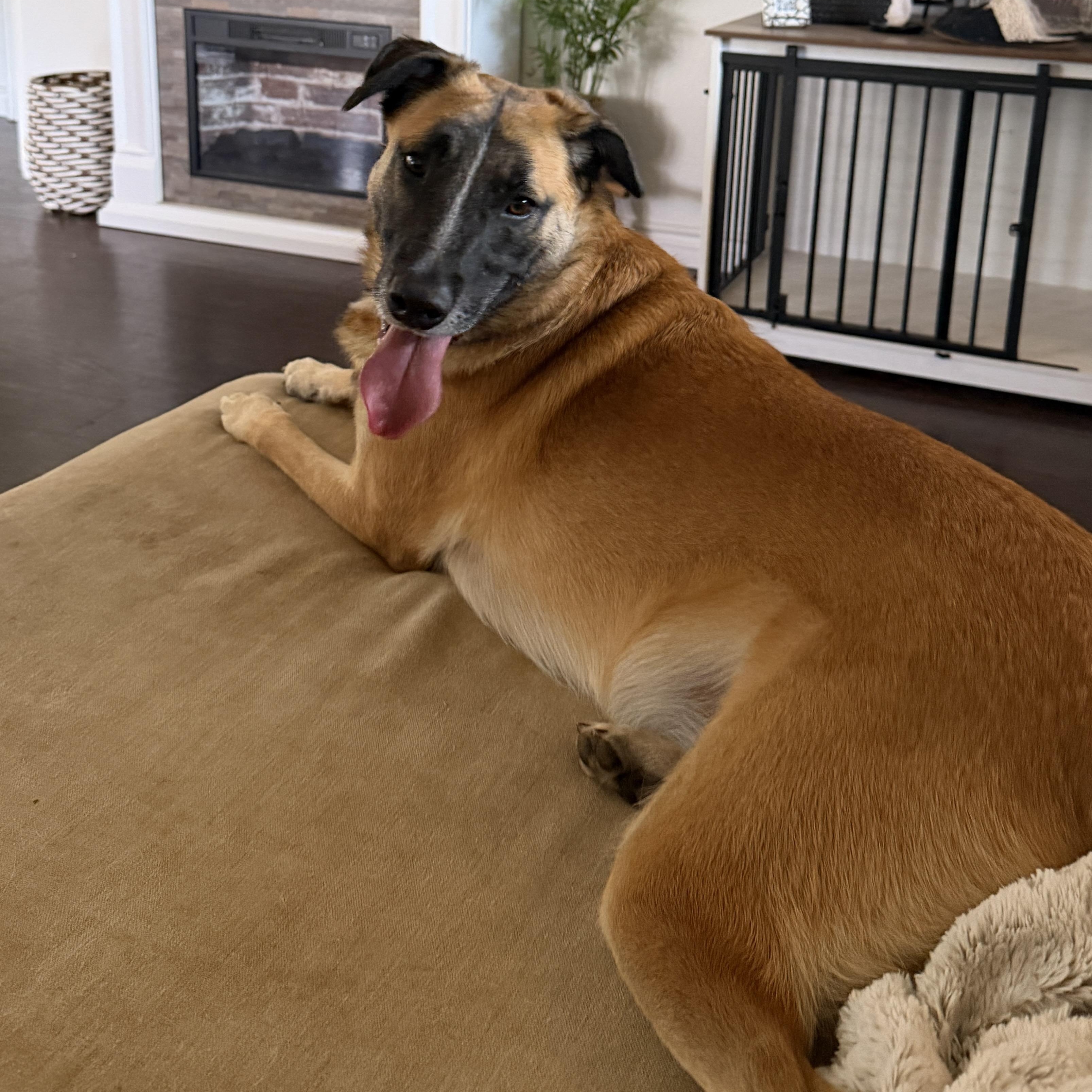 Ace , ADOPTABLE, Adult Male German Shepherd Dog.