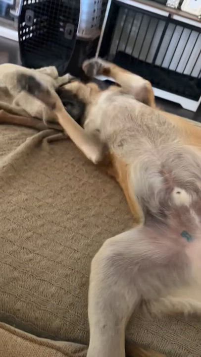 Enlarge Ace , a ADOPTABLE mixed breed in El Cajon, CA video 2/3