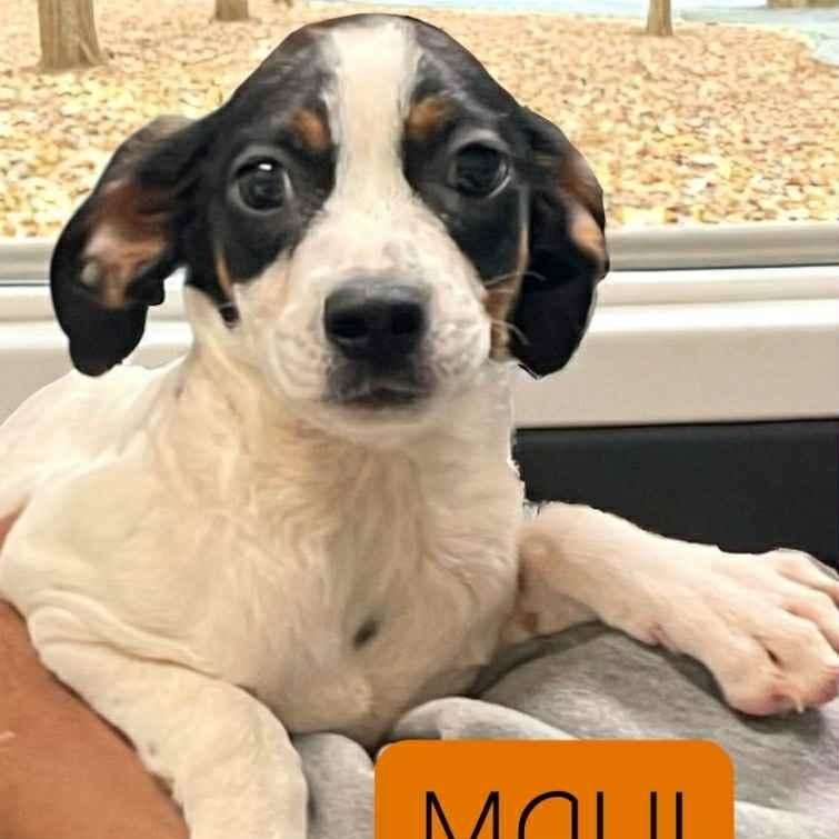 Photo of Baby Female Jack Russell Terrier 