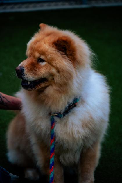 Kolton, Adoptable, Adult Male Chow Chow & Mixed Breed.