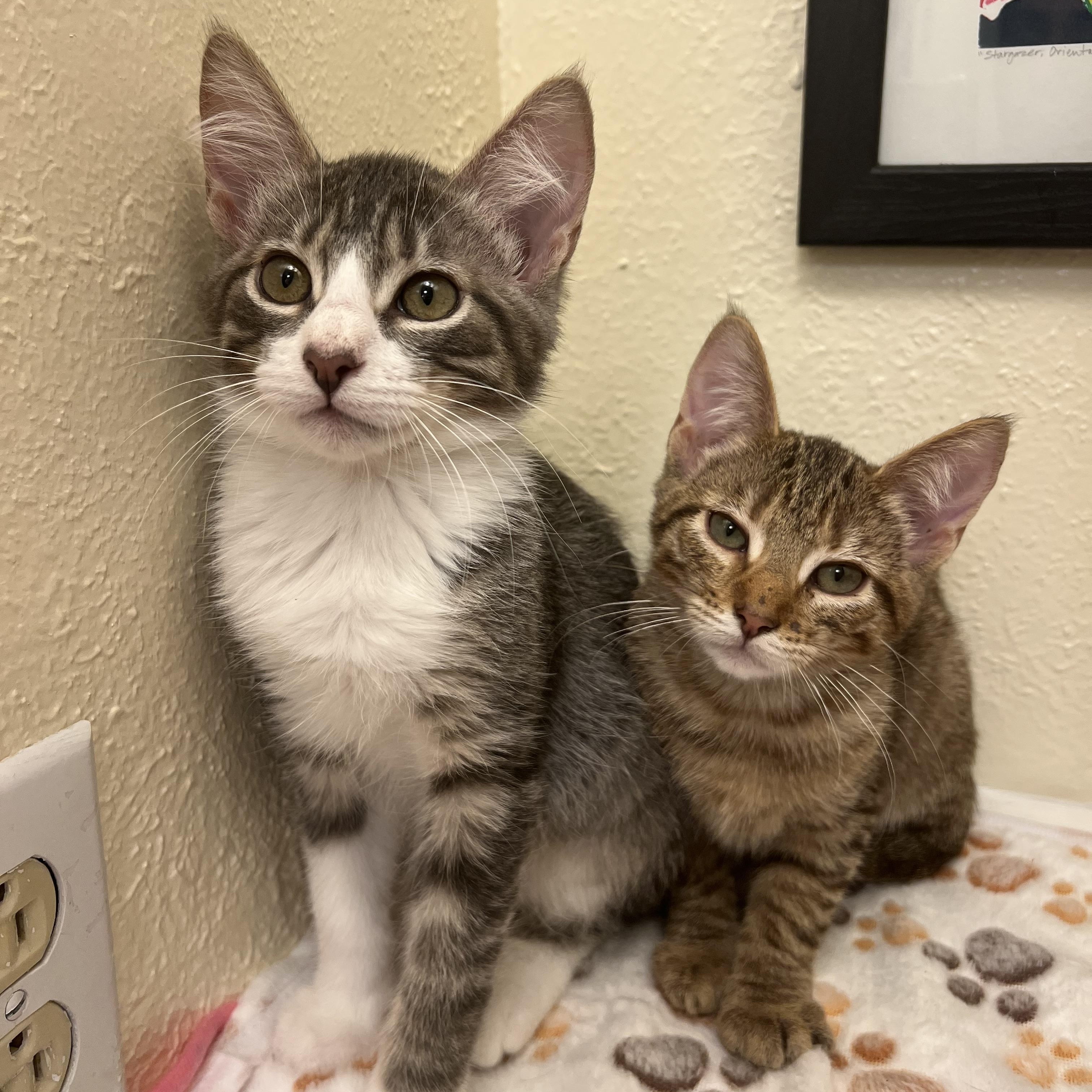 Ms. Peanut Butter, a spunky & loving girl (bonded pair- Bojack), a Adoptable American Shorthair in The Dalles, OR image 2/3
