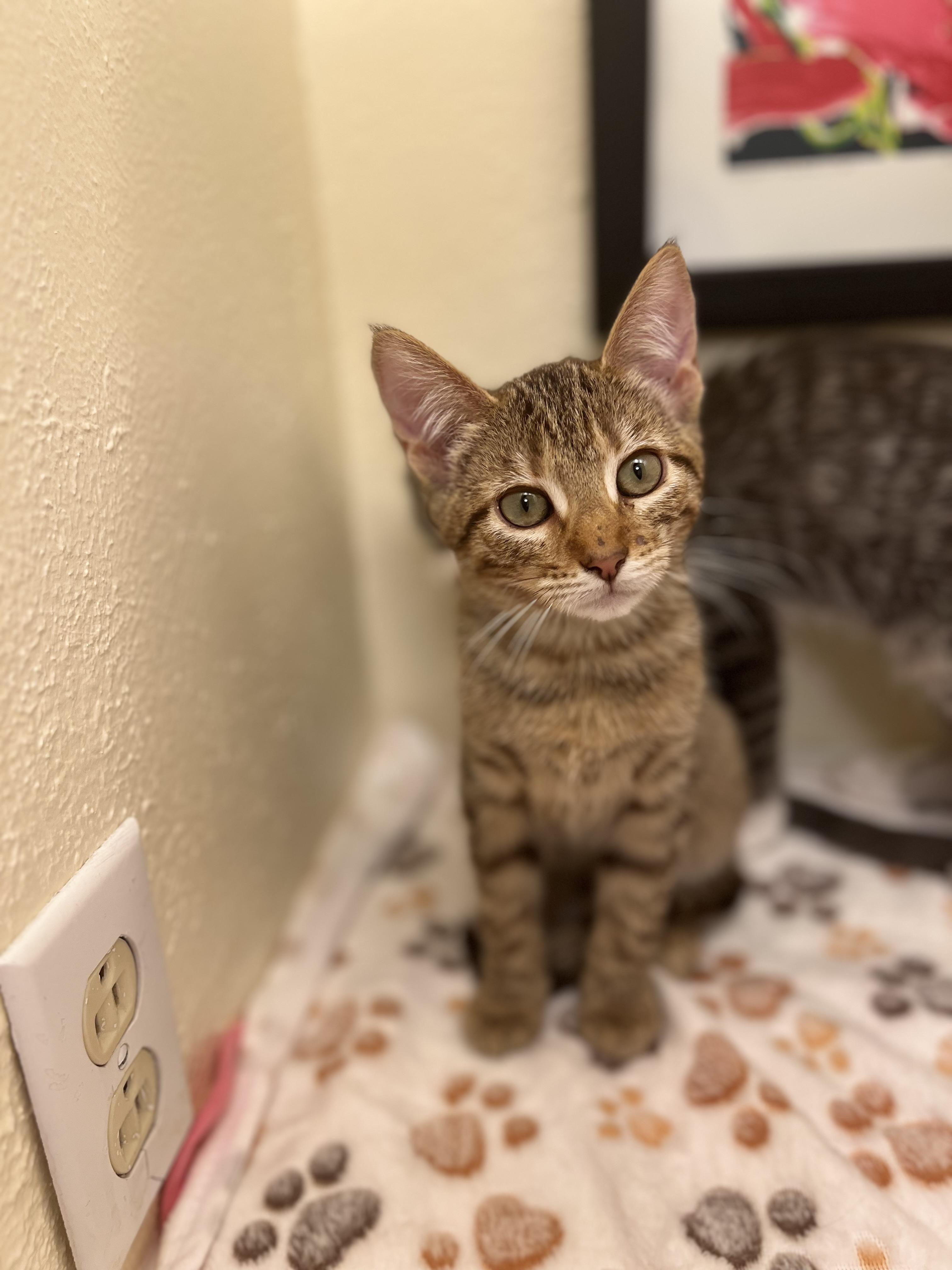 Ms. Peanut Butter, a spunky & loving girl (bonded pair- Bojack), Adoptable, Kitten Female American Shorthair.