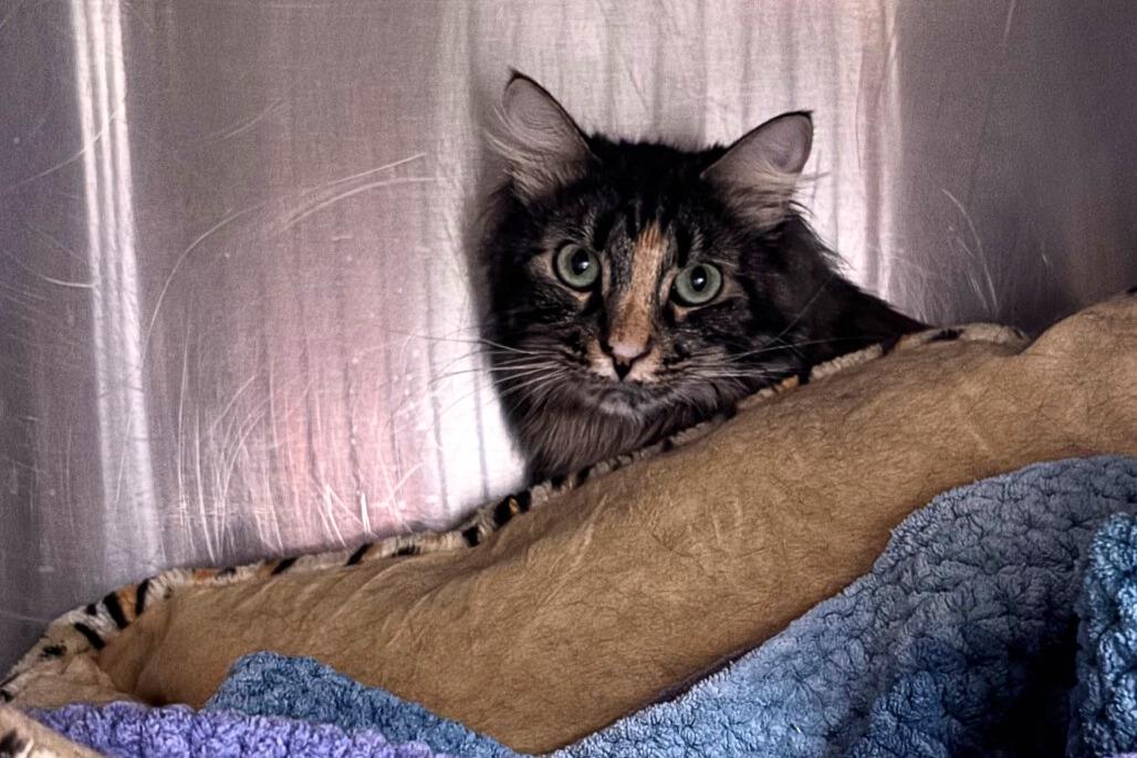 Enlarge Sparkles, a Adoptable Domestic Short Hair in Nampa, ID image 1/1