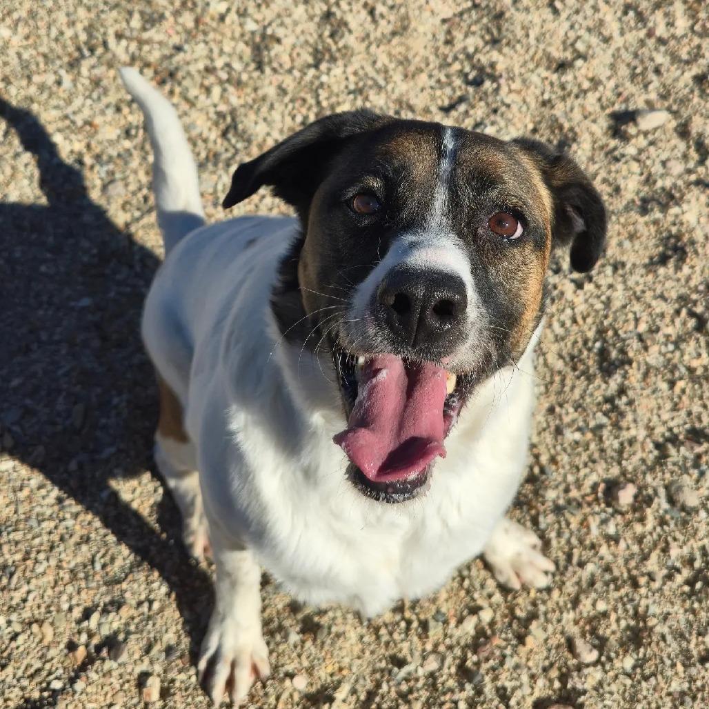 Merle, Adoptable, Adult Male Mixed Breed.