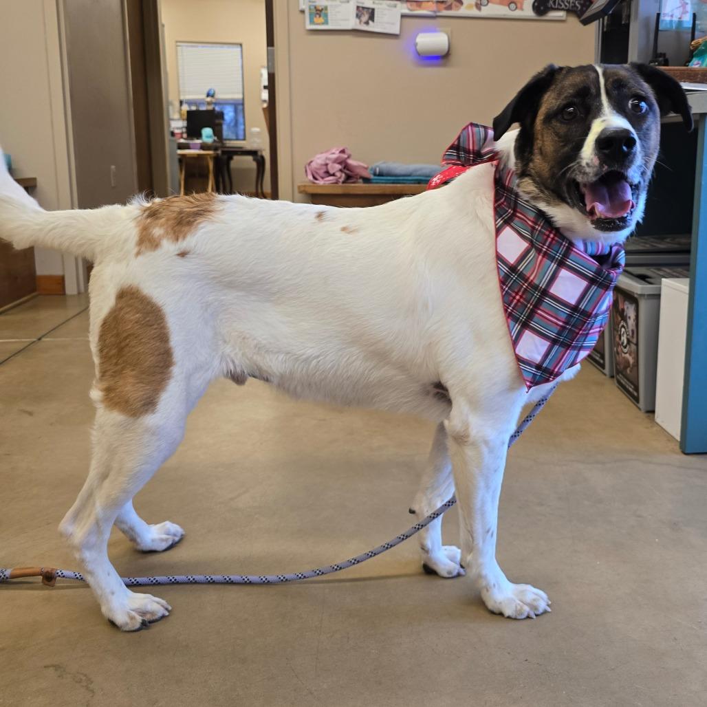 Enlarge Merle, a Adoptable Mixed Breed in Wickenburg, AZ image 1/2