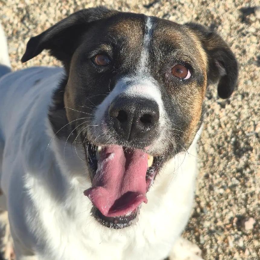 Enlarge Merle, a Adoptable Mixed Breed in Wickenburg, AZ image 3/4