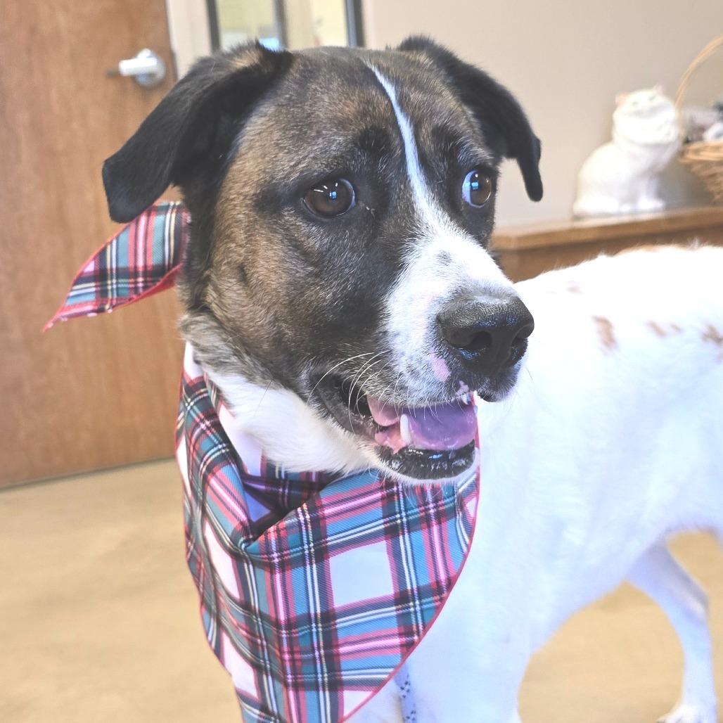 Enlarge Merle, a Adoptable Mixed Breed in Wickenburg, AZ image 2/2