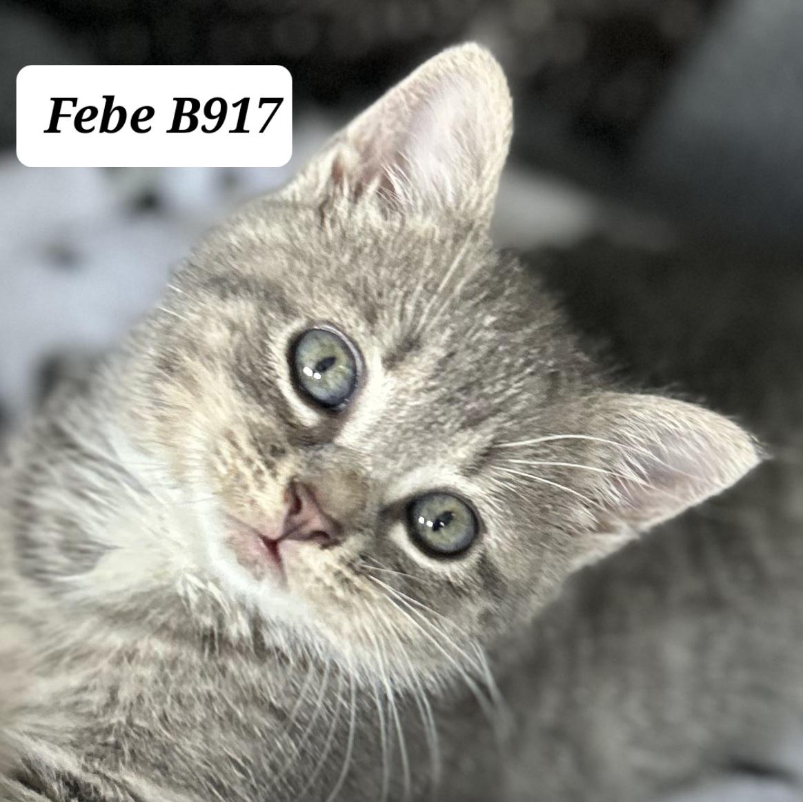 Enlarge Febe, an adopted Domestic Medium Hair in Morganton, NC image 1/1