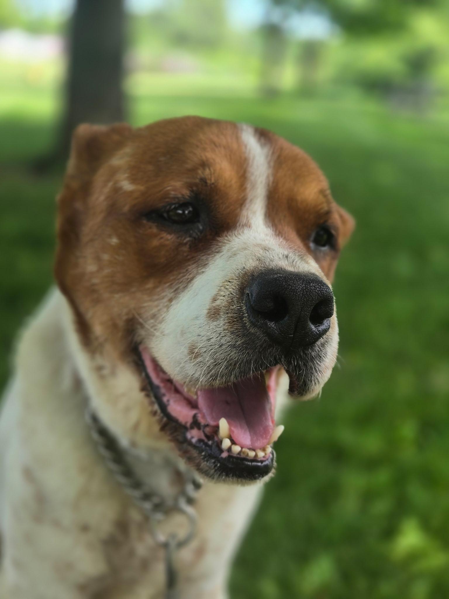Enlarge Rollie, an adoptable Mixed Breed in Elyria, OH image 3/6