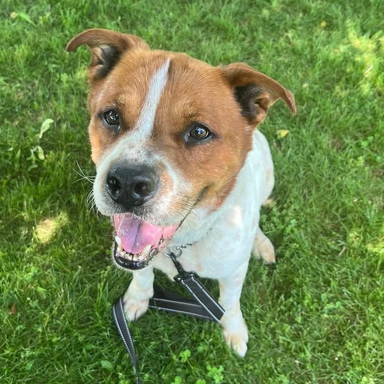 Rollie, adoptable, Adult Male Mixed Breed.