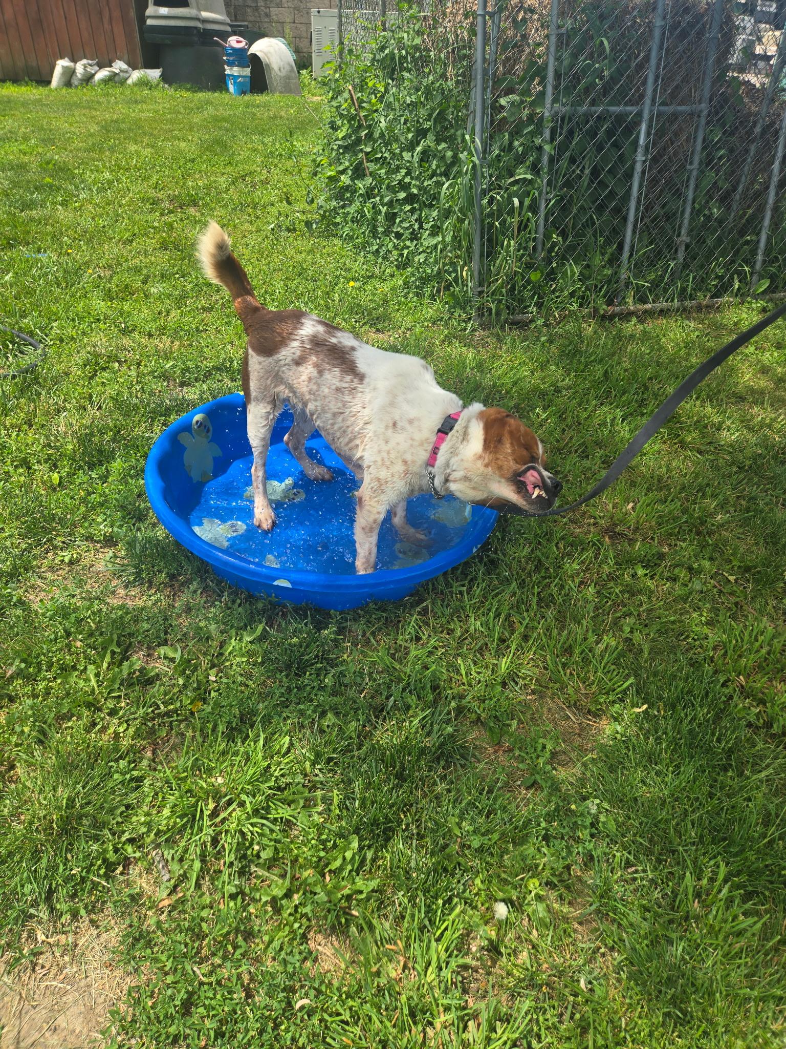 Enlarge Rollie, an adoptable Mixed Breed in Elyria, OH image 4/6