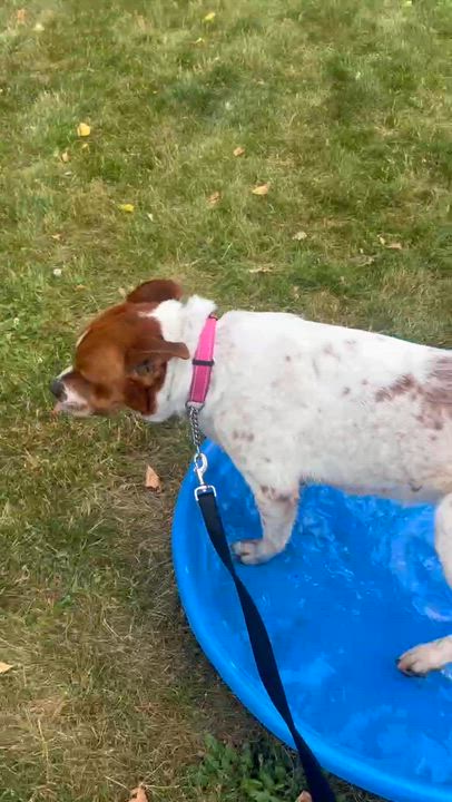 Enlarge Rollie, an adoptable Mixed Breed in Elyria, OH video 5/6
