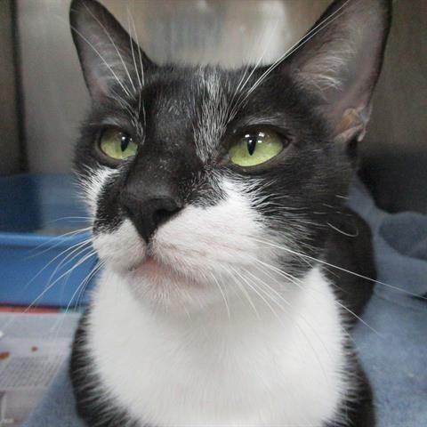 Oreo, Adoptable, Young Male Domestic Short Hair.