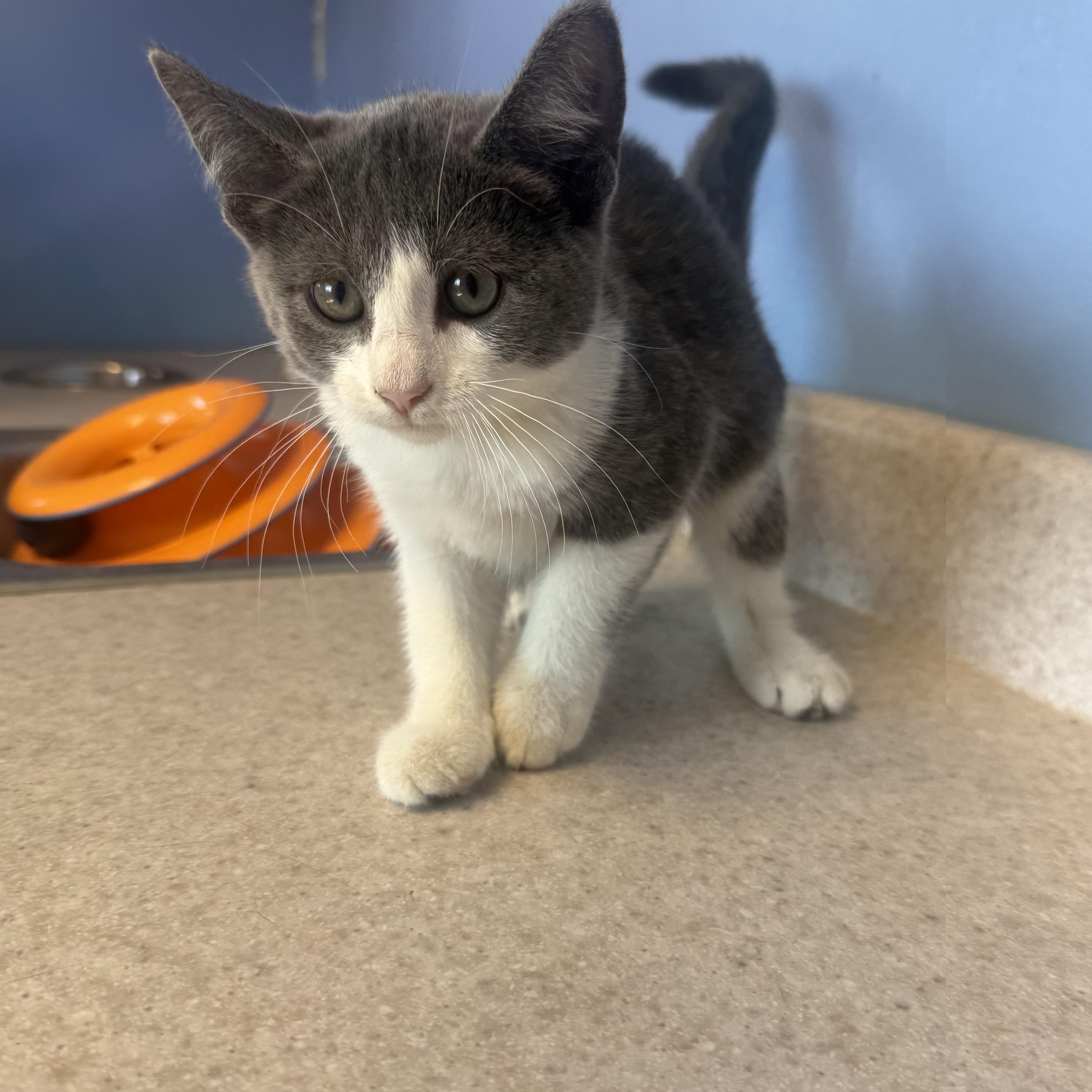 Enlarge Charlotte Tilbury, an adopted Domestic Short Hair in Brookings, SD image 1/1