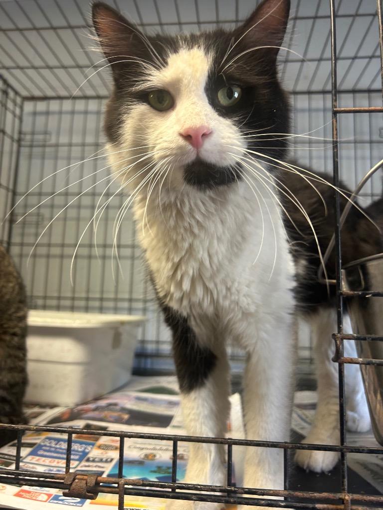 Mufasa, Adoptable, Young Male Domestic Long Hair.