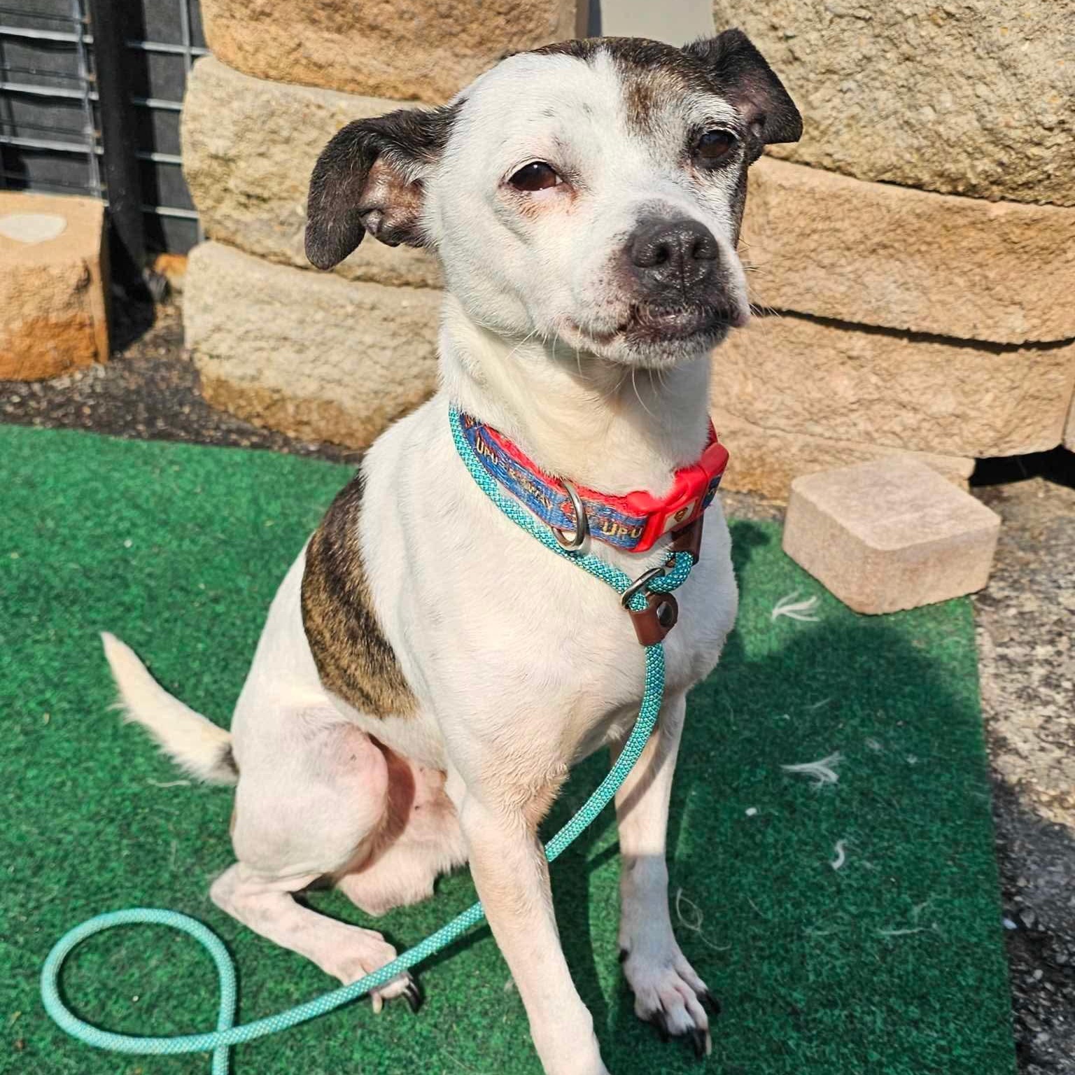 Cappuccino, Adult Male Rat Terrier