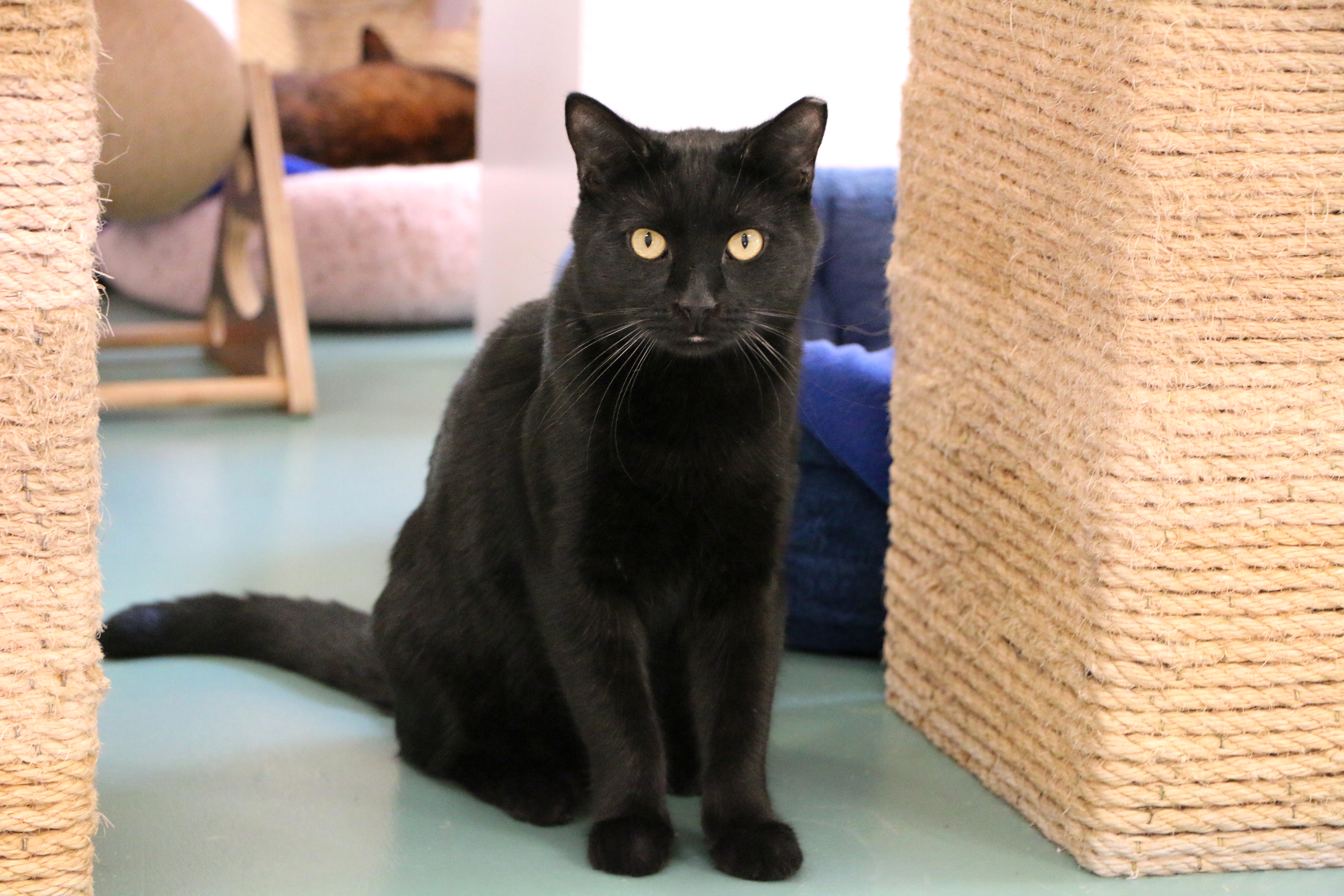 Enlarge Mater, a Adoptable Domestic Short Hair in Charles Town, WV image 4/6