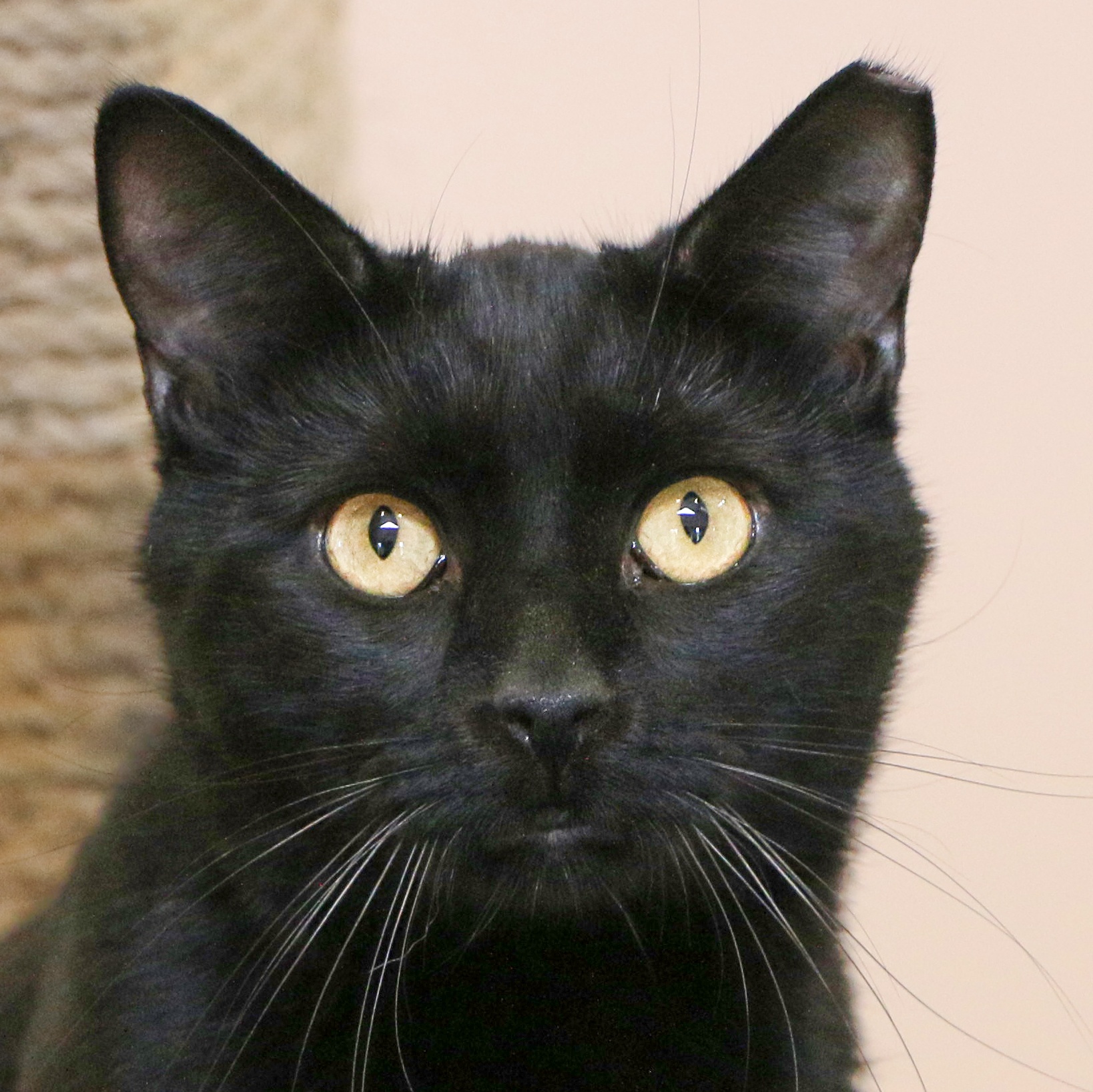 Enlarge Mater, a Adoptable Domestic Short Hair in Charles Town, WV image 1/6