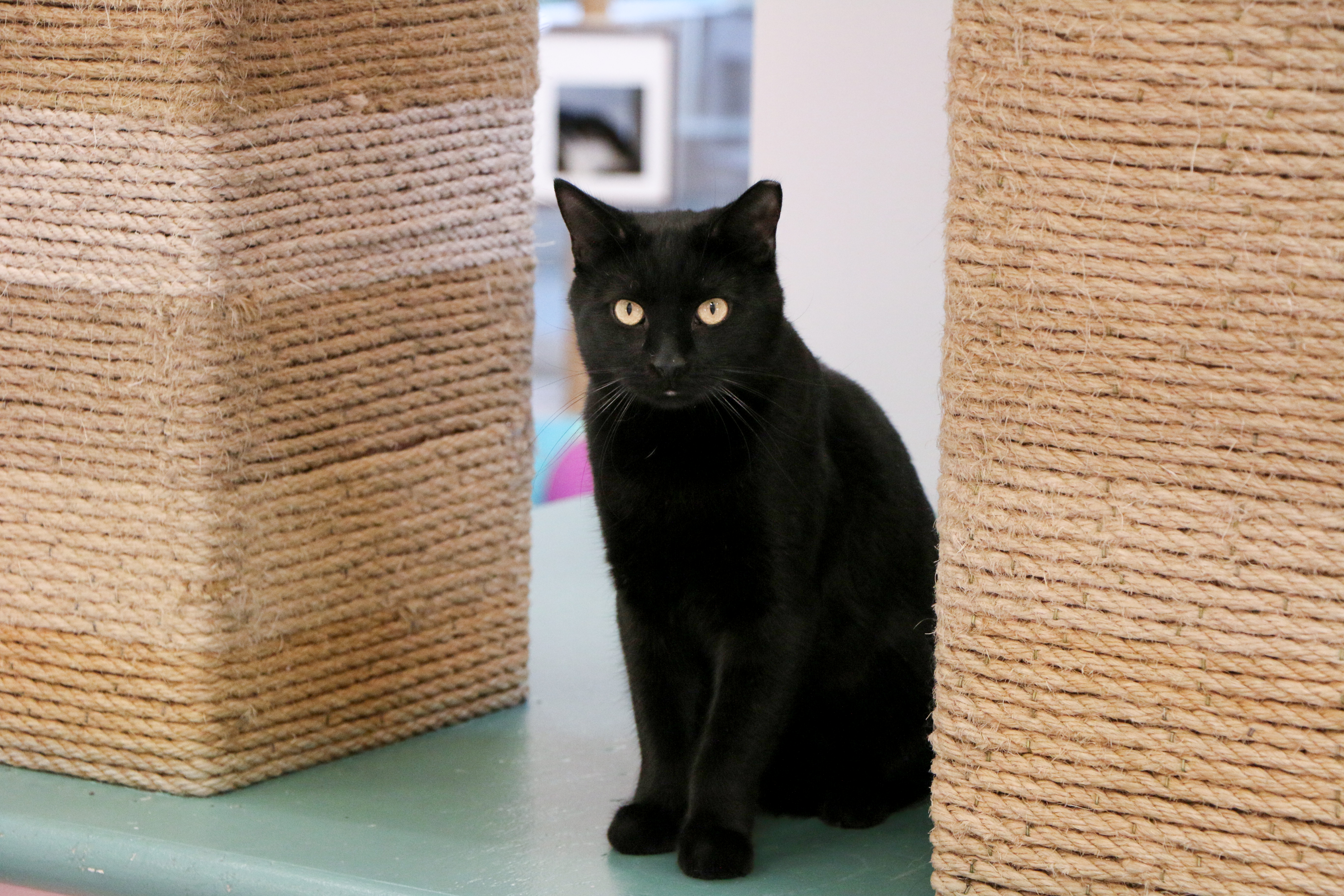 Enlarge Mater, a Adoptable Domestic Short Hair in Charles Town, WV image 5/6