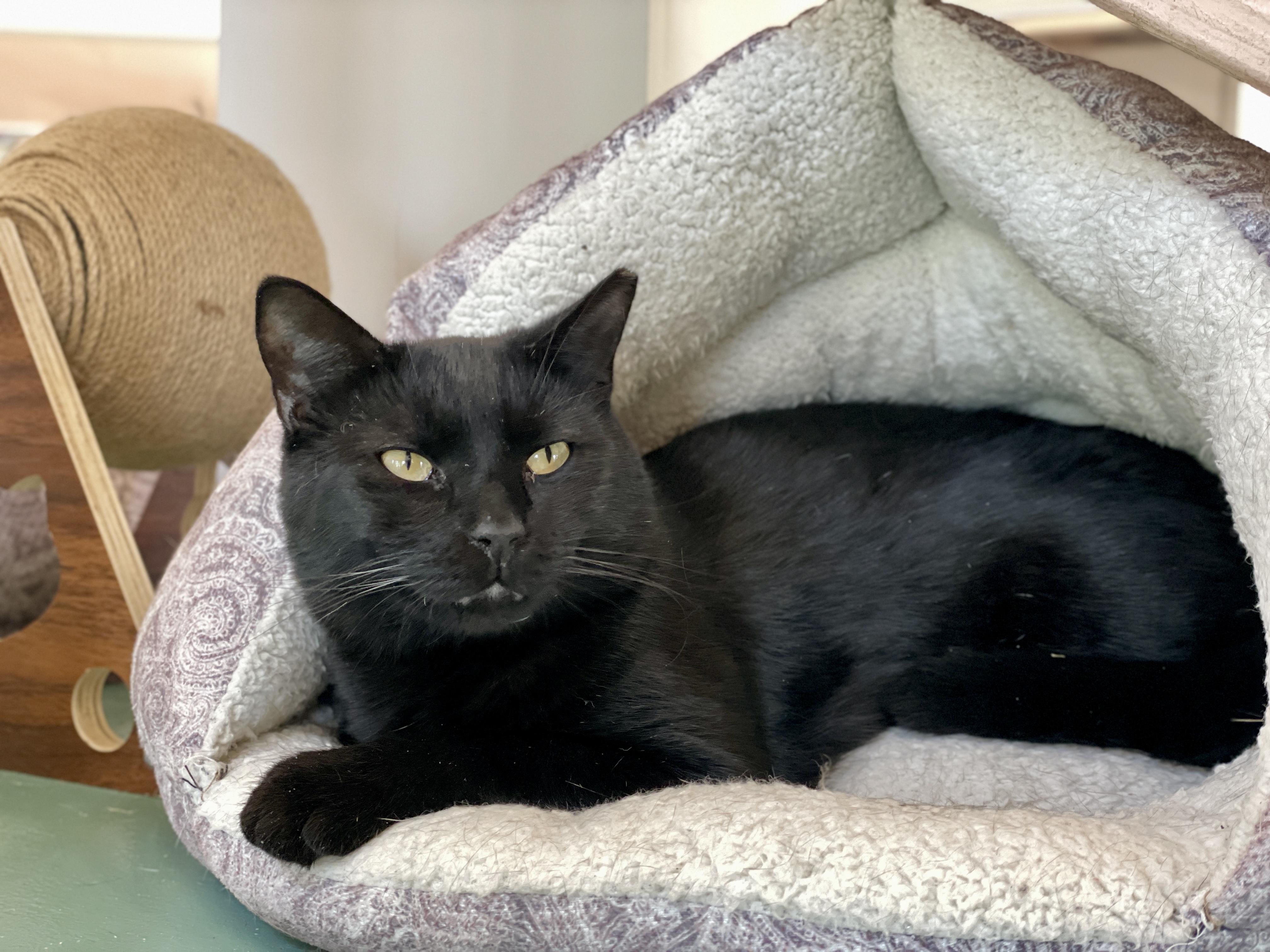 Enlarge Mater, a Adoptable Domestic Short Hair in Charles Town, WV image 3/6