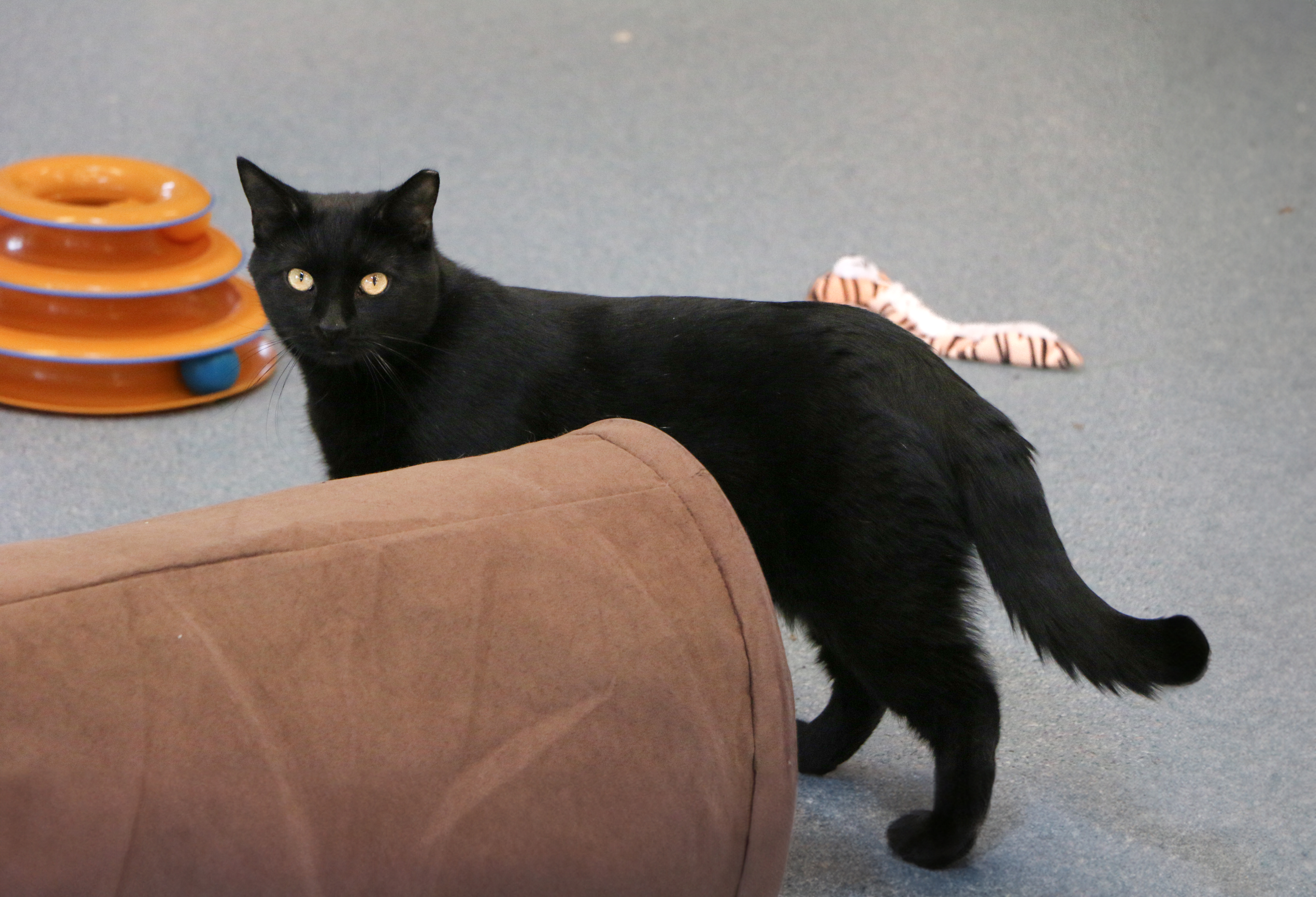 Enlarge Mater, a Adoptable Domestic Short Hair in Charles Town, WV image 6/6