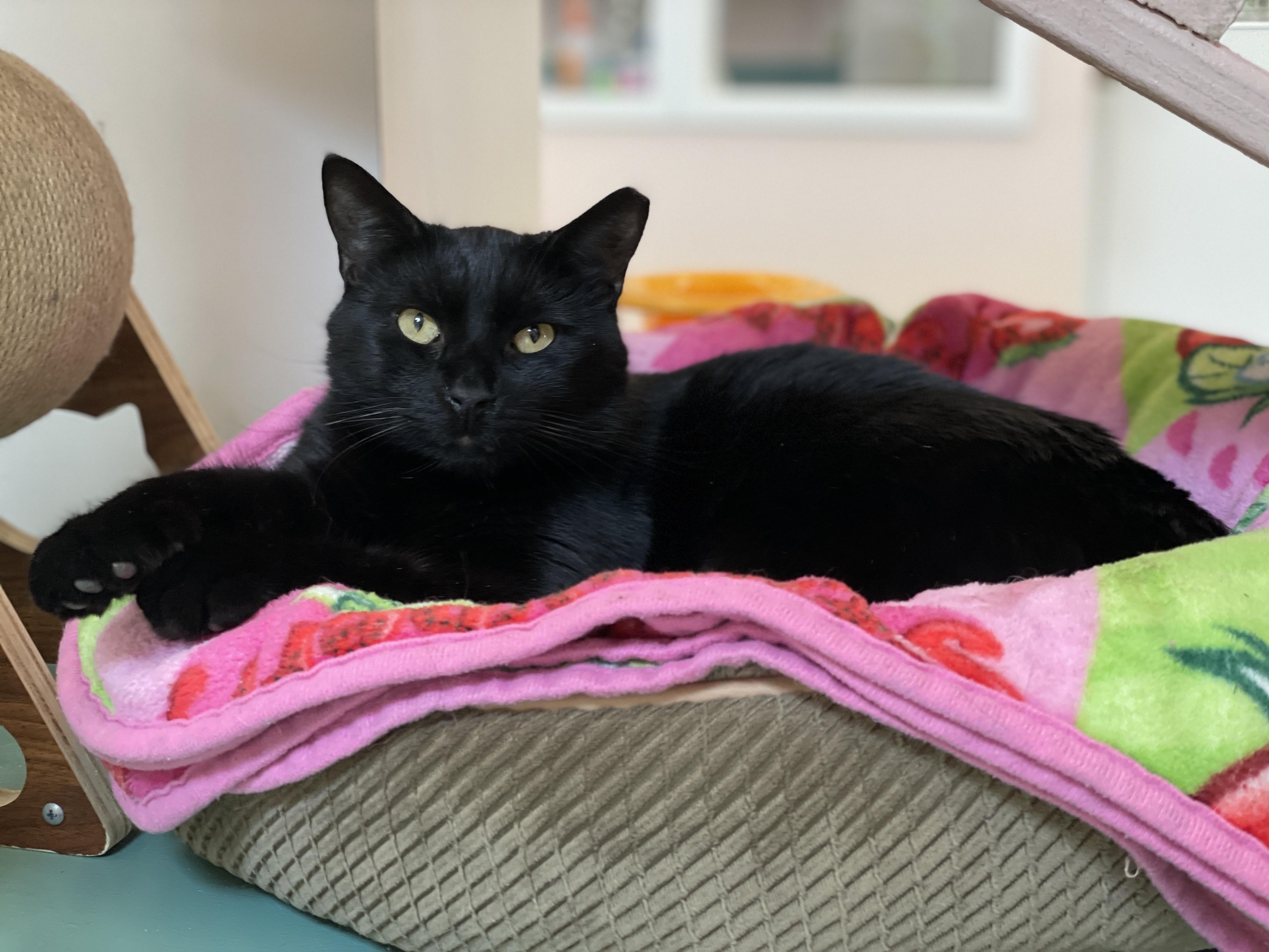 Enlarge Mater, a Adoptable Domestic Short Hair in Charles Town, WV image 2/6