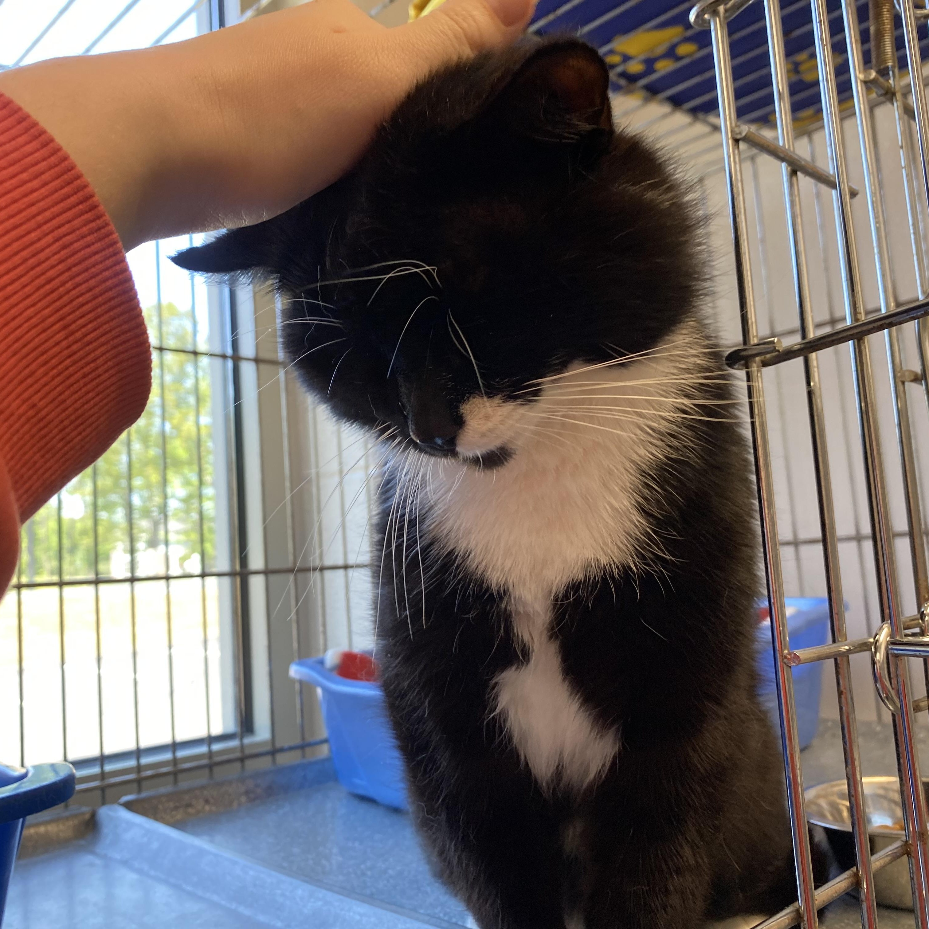 Enlarge Willoughby, a ADOPTABLE Domestic Short Hair in King George, VA image 3/4