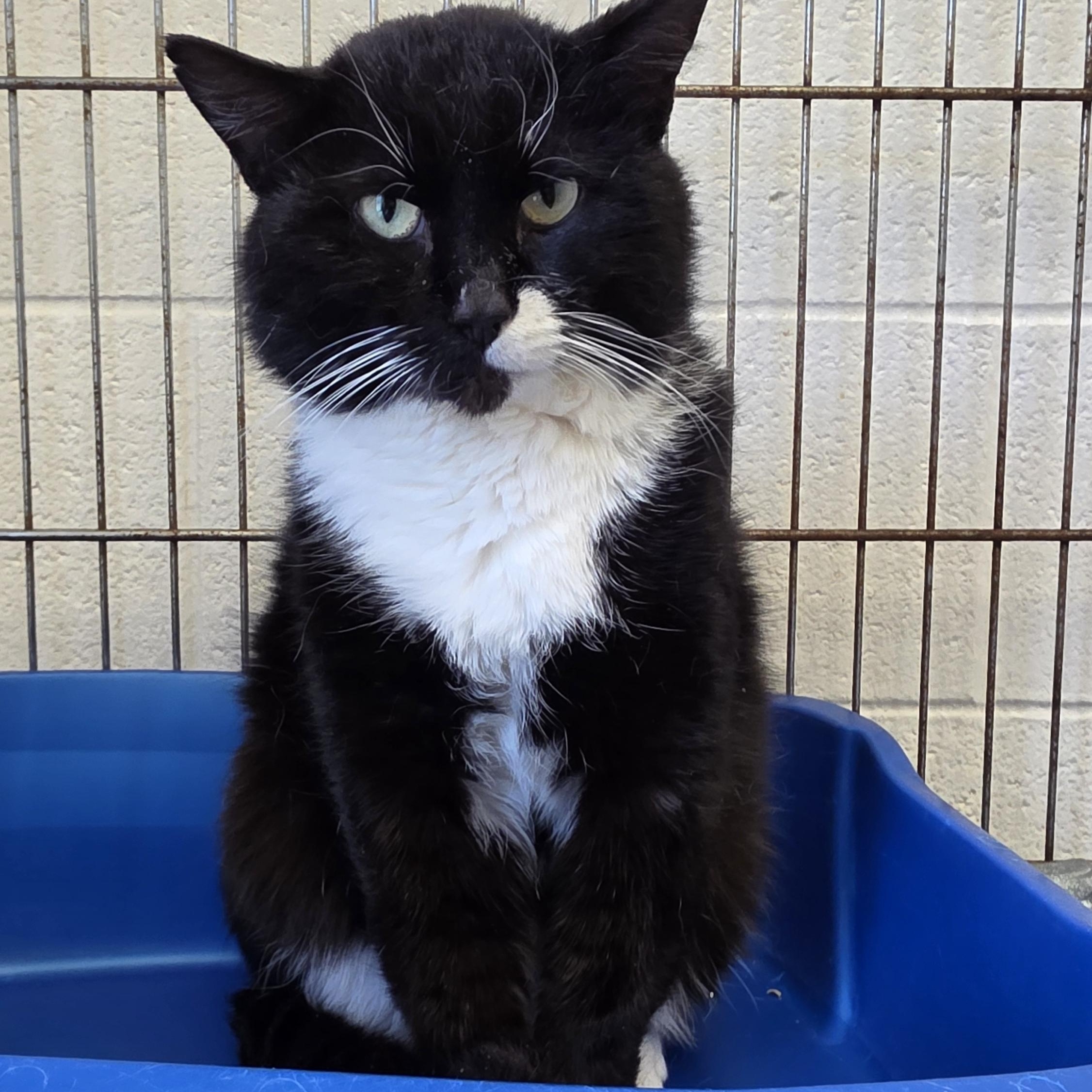 Enlarge Willoughby, a ADOPTABLE Domestic Short Hair in King George, VA image 2/4