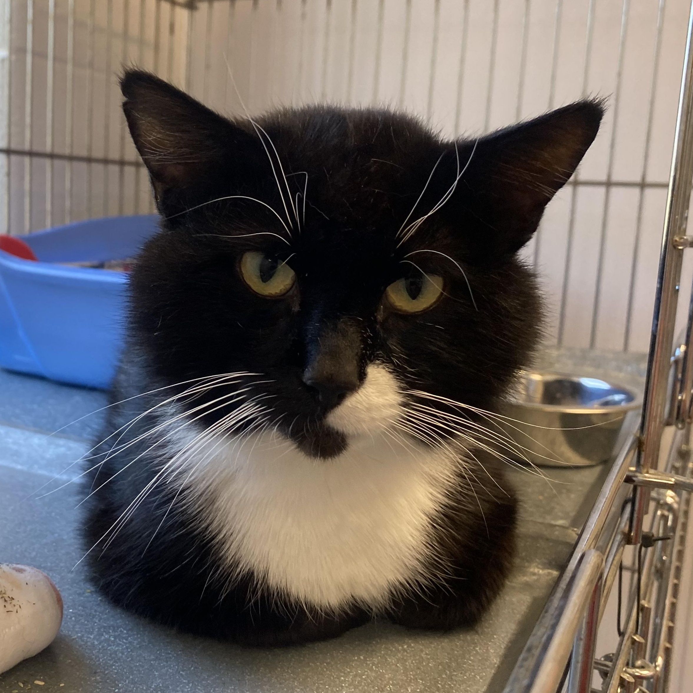 Willoughby, ADOPTABLE, Young Male Domestic Short Hair.