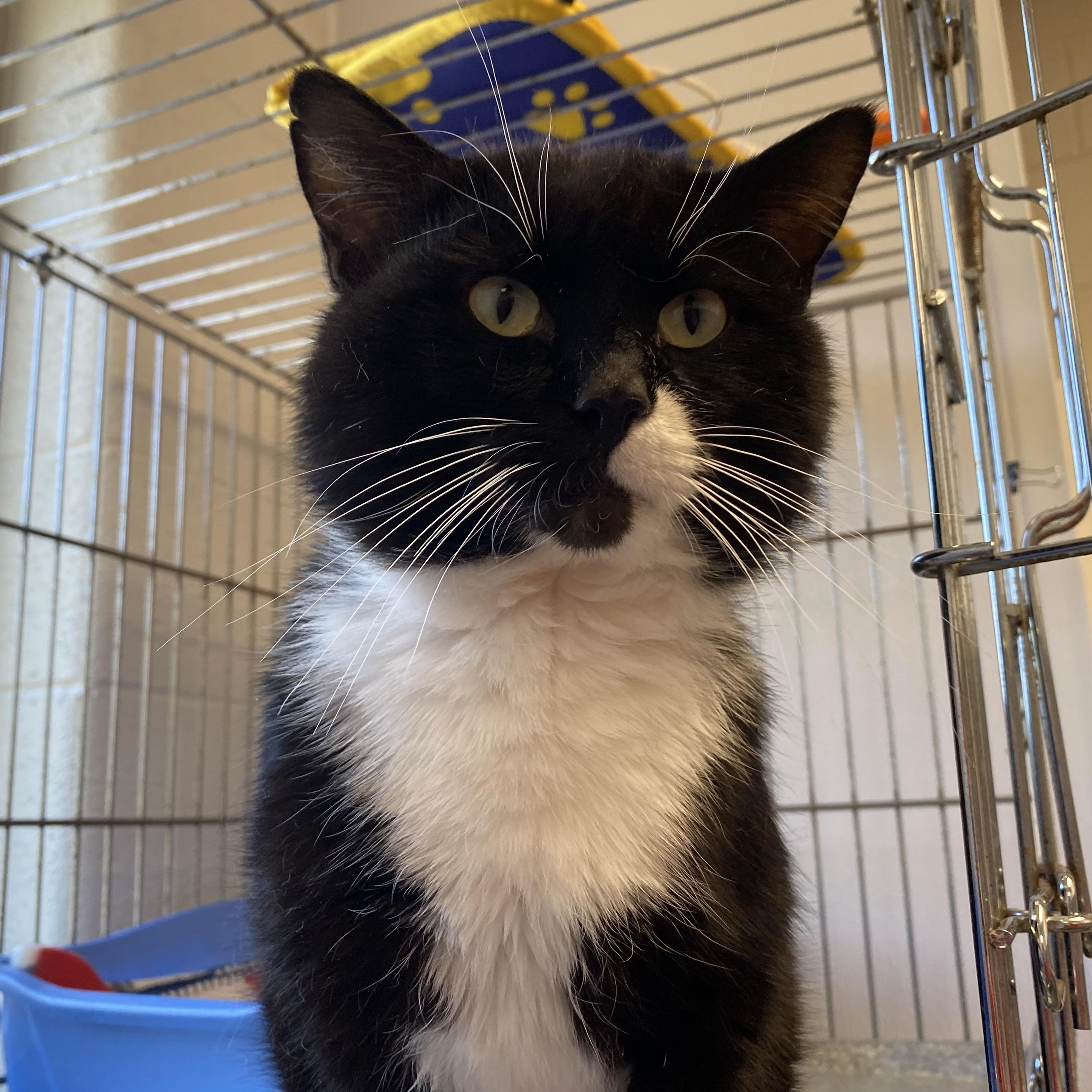 Enlarge Willoughby, a ADOPTABLE Domestic Short Hair in King George, VA image 4/4