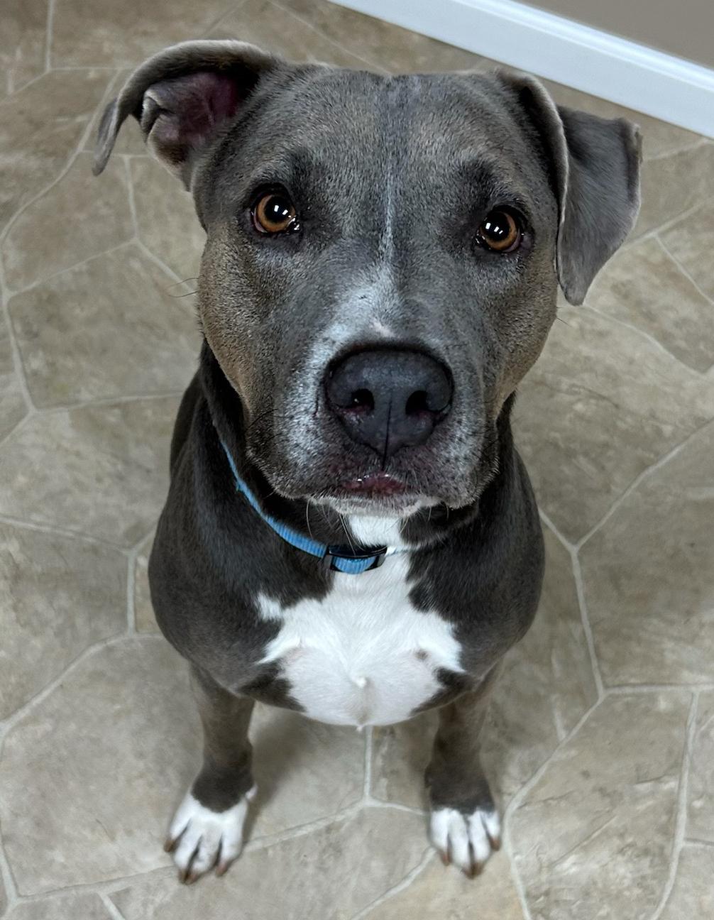 Tuff, Adoptable, Adult Male Mixed Breed.