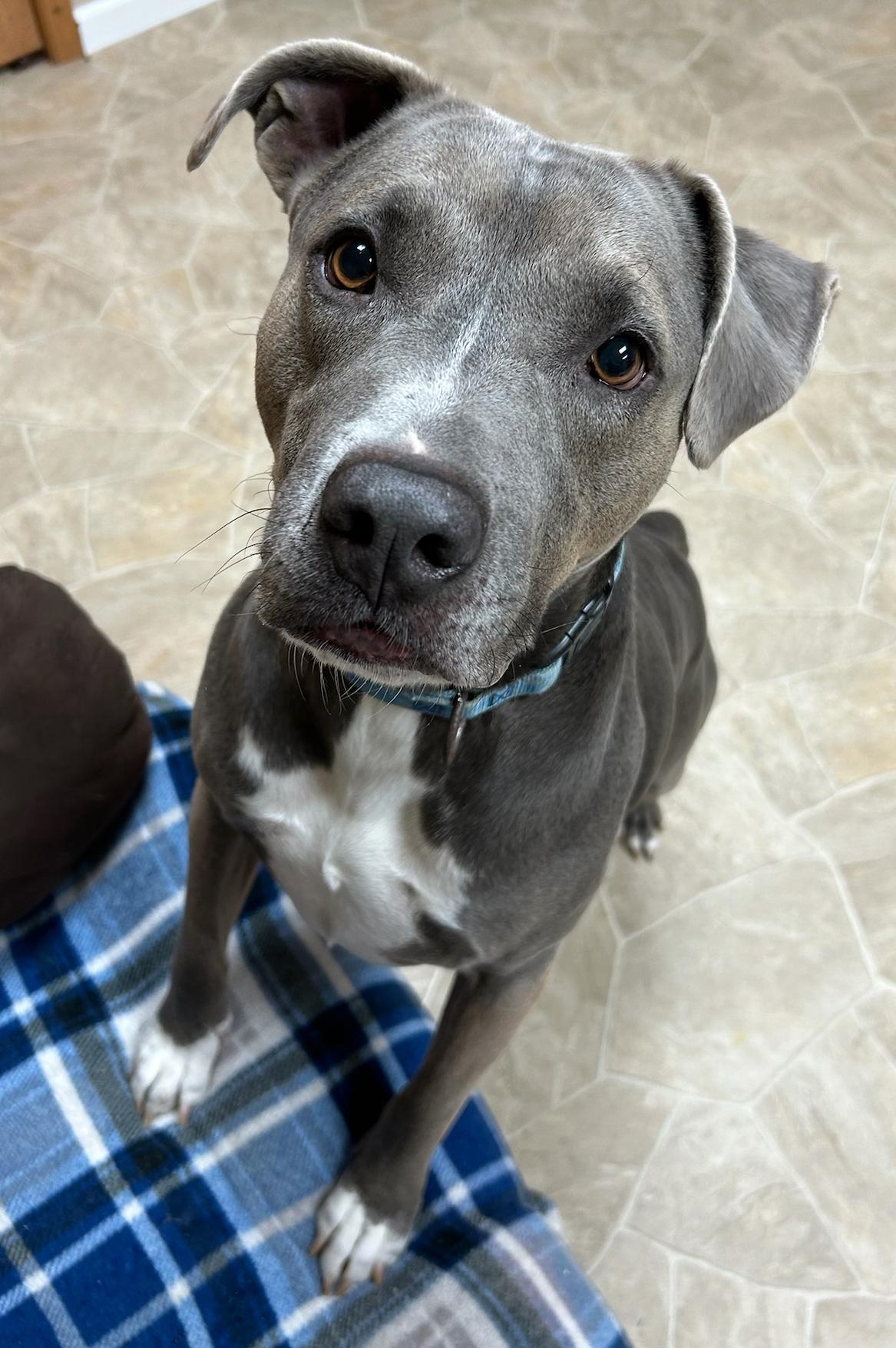 Enlarge Tuff, a Adoptable Mixed Breed in Neillsville, WI image 2/3