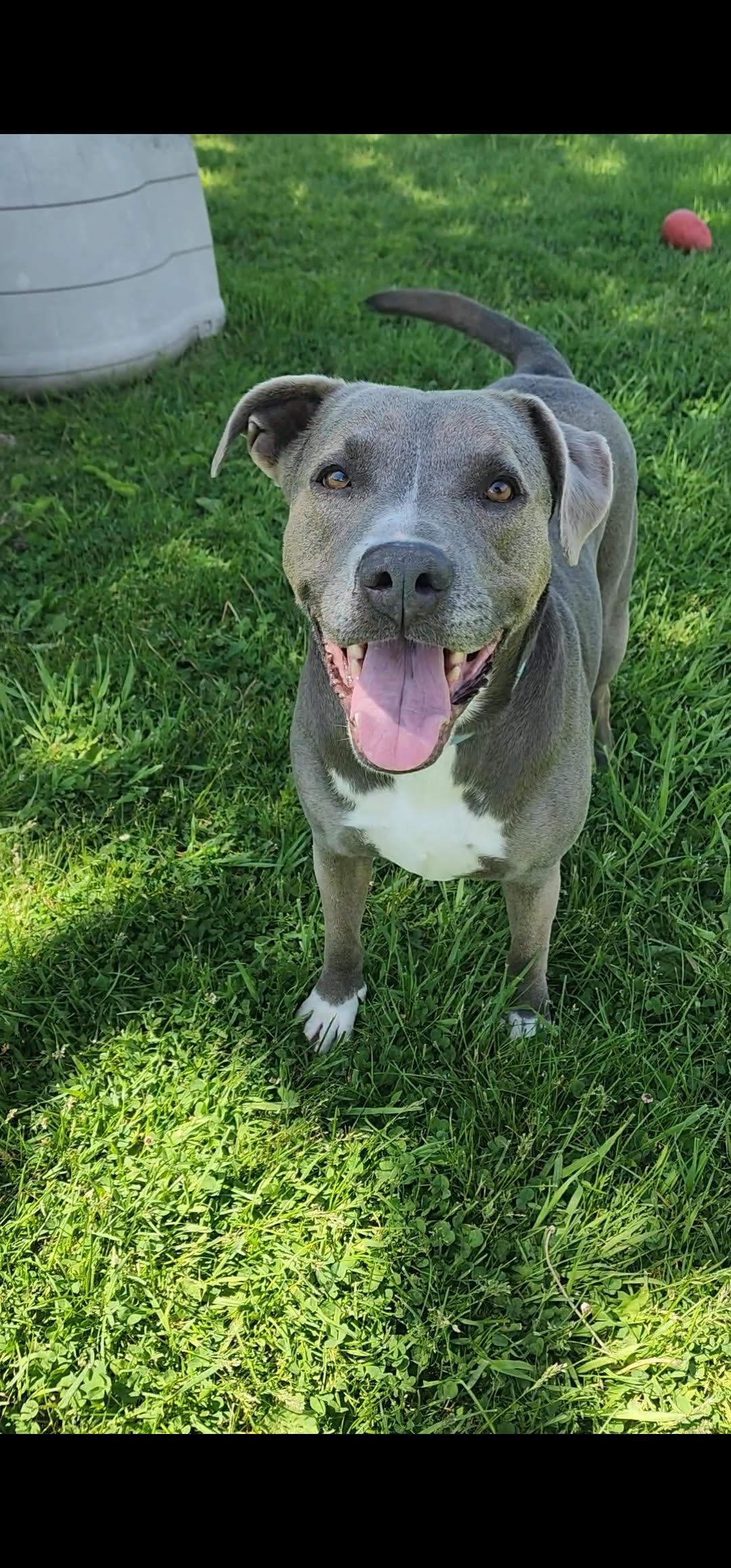 Tuff, Adoptable, Adult Male Mixed Breed.