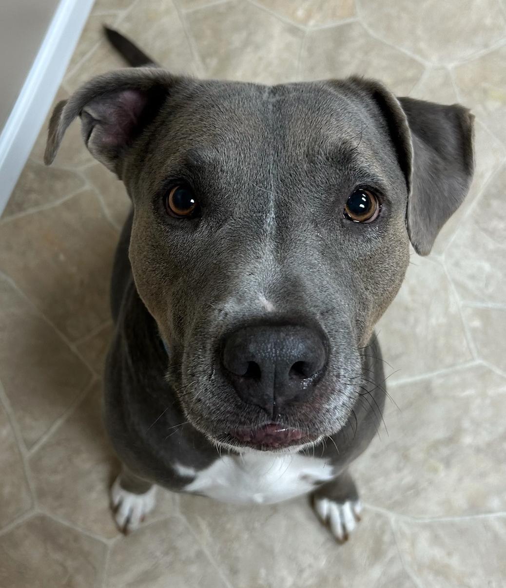 Enlarge Tuff, a Adoptable Mixed Breed in Neillsville, WI image 3/3