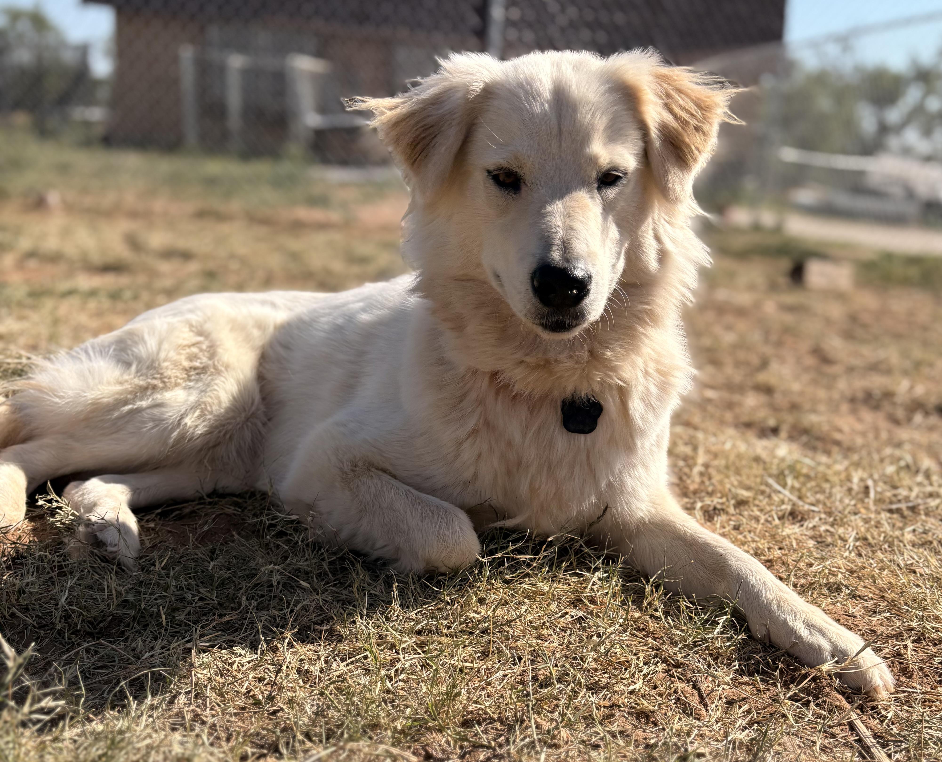 Swan, an adopted mixed breed in Coahoma, TX image 3/4