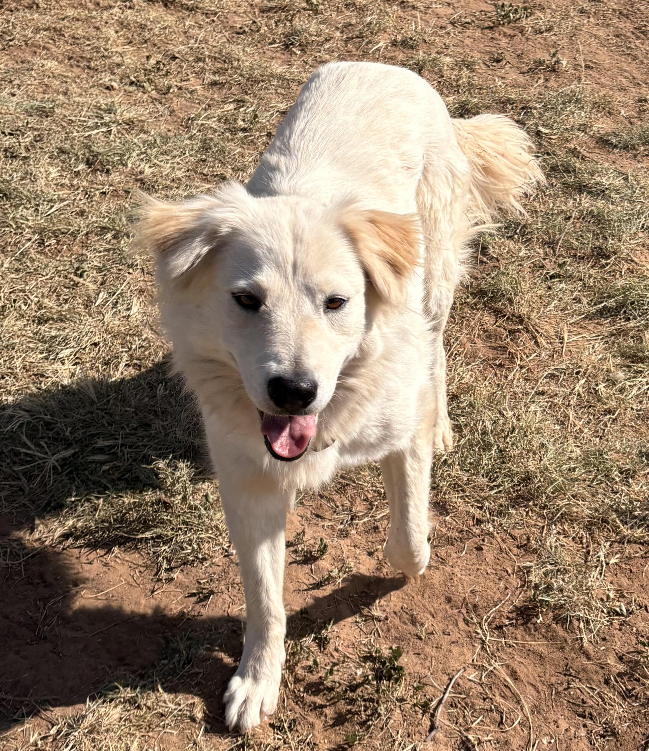 Swan, an adopted mixed breed in Coahoma, TX image 4/4