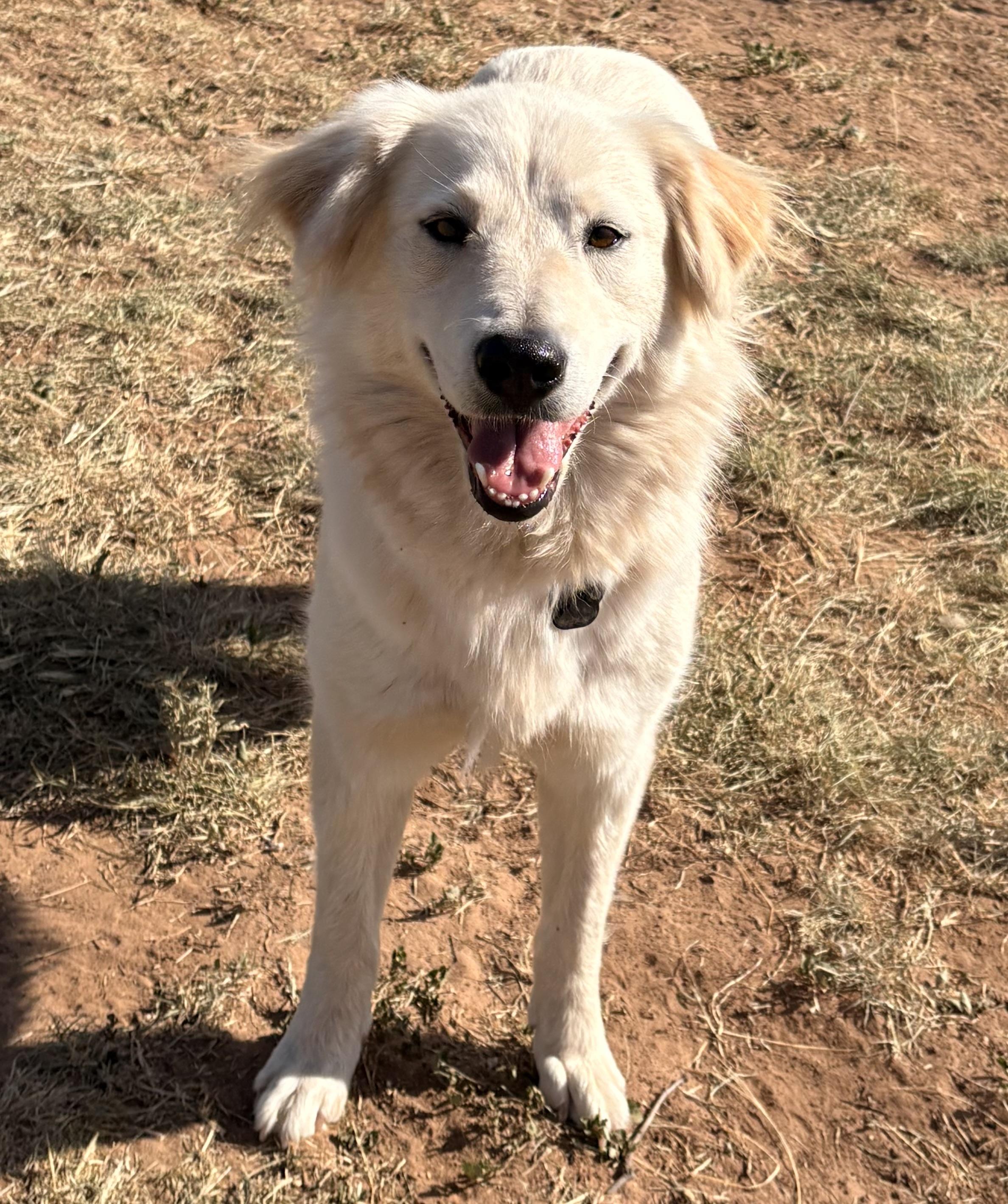 Swan, an adopted mixed breed in Coahoma, TX image 2/4