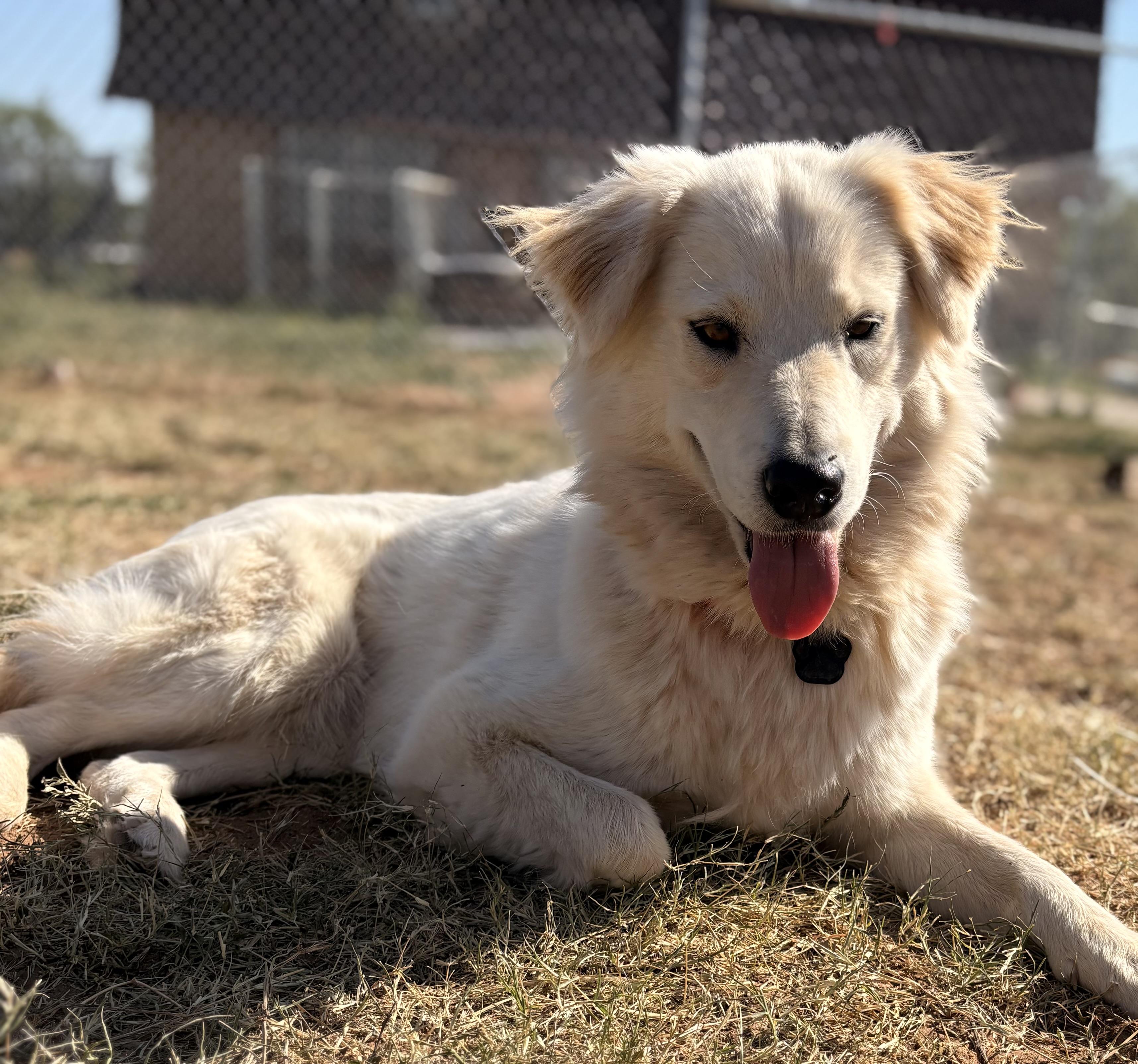 Swan, adopted, Adult Female Golden Retriever & Australian Shepherd.
