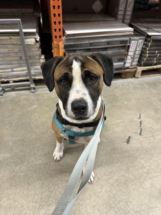 Tango - 2, a Adoptable mixed breed in Daytona Beach, FL image 1/3