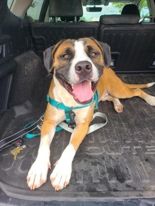Tango - 2, a Adoptable mixed breed in Daytona Beach, FL image 2/3