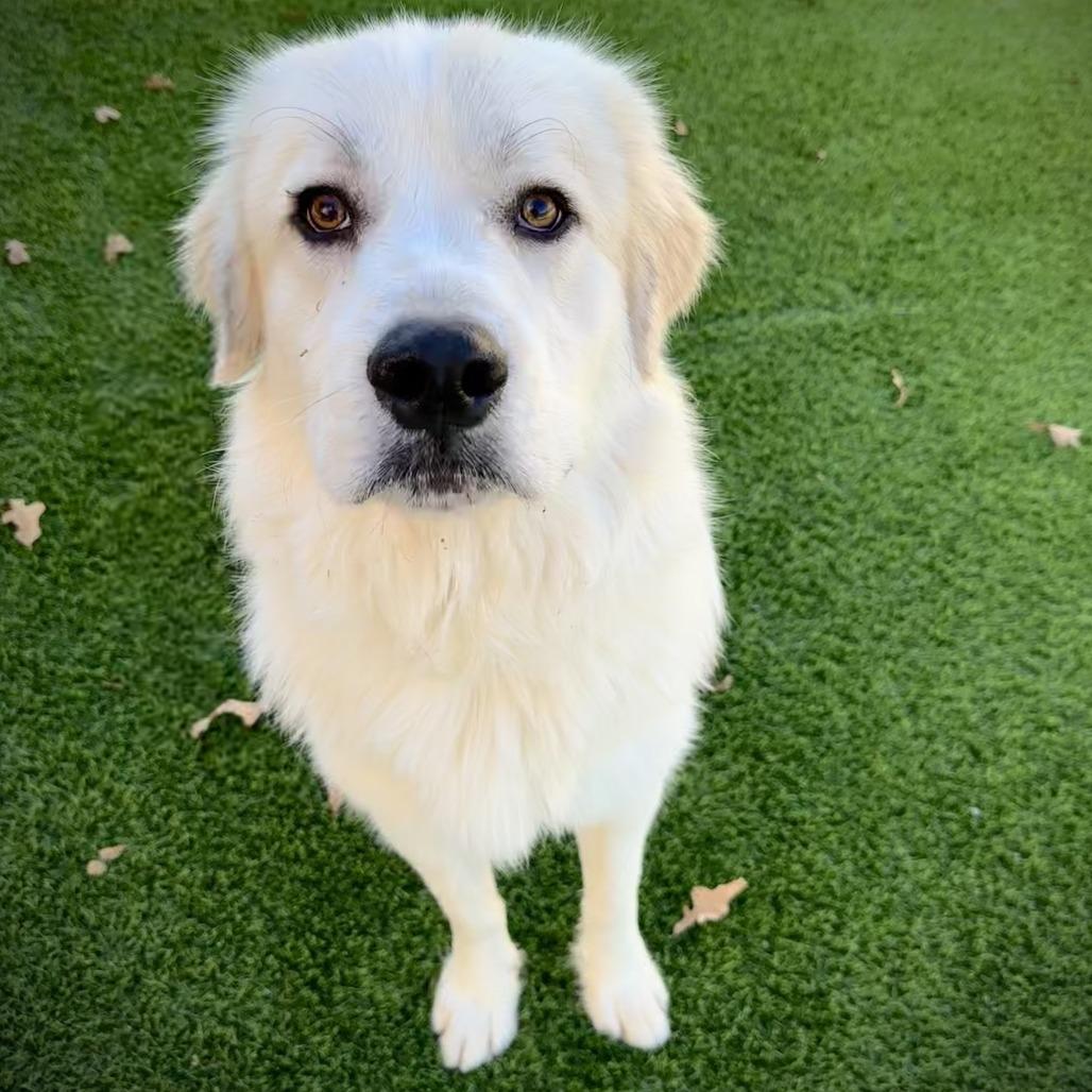 Enlarge Brad, a Adoptable mixed breed in Ardmore, OK image 1/2