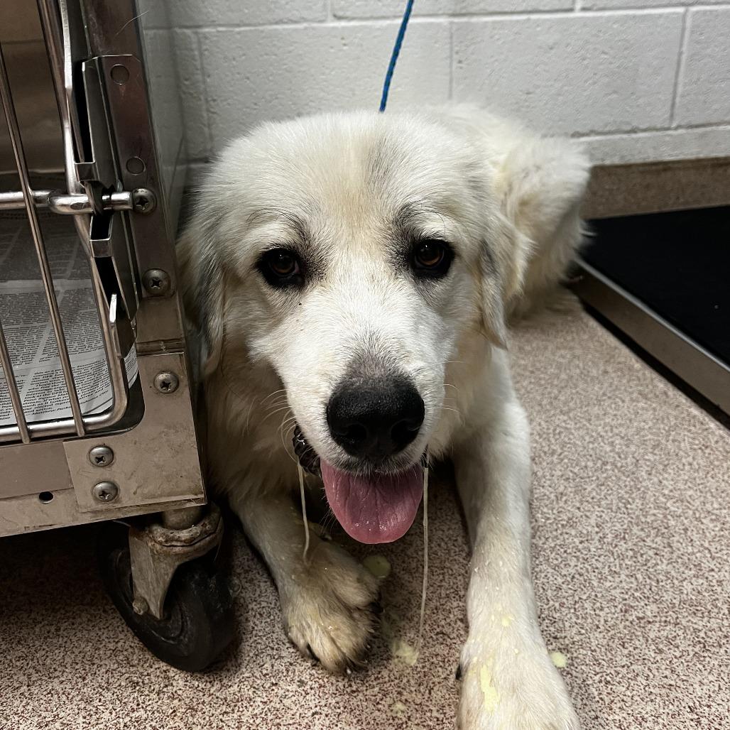 Enlarge Brad, a Adoptable mixed breed in Ardmore, OK image 2/2