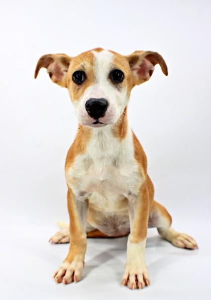 Enlarge Moondragon, a Adoptable mixed breed in Morton Grove, IL image 1/2